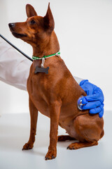 Wall Mural - A pet in the vet clinic. The doctor's gloved hand holds a stethoscope. The doctor listens to the animal's breathing.