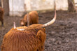 Szkocka krowa wyżynna. Kudłata, długoroga, spokojna krowa.Bydło szkockiej  rasy highland  na ogrodzonym, lekko błotnistym pastwisku. Krowa z odwróconą głową drapie się rogiem.
