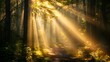 Sunbeams pierce through a misty forest, creating a enchanting natural scenery.