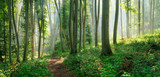 Fototapeta Las - Panorama of Footpath through Natural Beech Forest with Sunbeams through Morning Fog