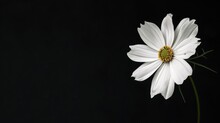White Flowers On Black Background