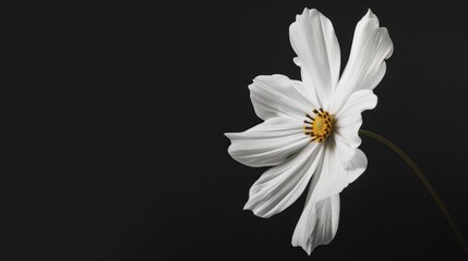 White flowers on black background