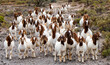 A herd of Boer goats (Capra aegagrus hircus) making their way to a farm gate near Barandas, Little, Karoo, Western Cape.