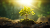 Fototapeta Góry - Tiny sprout seedling of a tree in sunlight. Symbol of ecology, nature and the beginning of life and growth concept