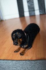 Wall Mural - dog on the floor