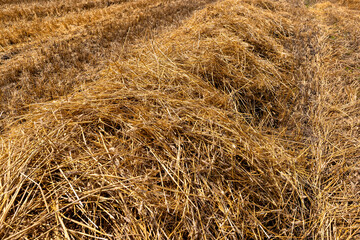 Wall Mural - golden dry stubble on wheat in the field in summer