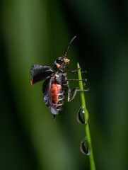 Wall Mural - Malachite beetle, Malachius bipustulatus, spreading its wings ready to fly