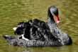 The black swan is an elegant waterfowl known for its striking all-black plumage. With a majestic curved neck and contrasting red eyes, it exudes beauty and sophistication in any serene setting.