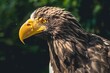 The white-tailed eagle: majestic, with a large wingspan, dark brown plumage, and a striking white tail. A symbol of strength and grace in the skies.