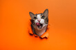 © Miguel - Portrait of cute cat breaking through hole in orange paper background