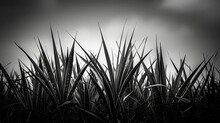  A Black And White Photo Of Grass With The Sun Shining Through The Clouds In A Black And White Photo Of The Grass.