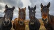Four horses of different breeds standing close together in a grassy field.