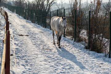 Wall Mural - horse in snow