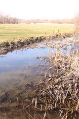 Wall Mural - A swampy area with dry grass and bare trees