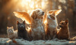 Pets that went to heaven, dead animal companion ,