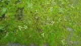 Fototapeta Łazienka - The moss and grass that grow rarely, close up