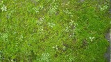 Fototapeta Łazienka - The moss and grass that grow rarely, close up