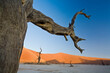 Afrika, Namibia, Nationalpark, Namib Naukluft Park, Sossusvlei, Deadvlei, Kameeldormbäume, Kameeldornbaum, Baum, tot, ausgetrocknet, Dünen, Wüste
