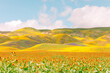© Diane Villadsen/Stocksy - Superbloom in California