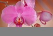Orchid Opulence: Immersing in the Exquisite Beauty and Fragrant Elegance of Luxurious Orchid Blossoms