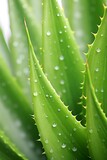 Fototapeta Do przedpokoju - Water droplets on the leaves of aloe vera plant.
