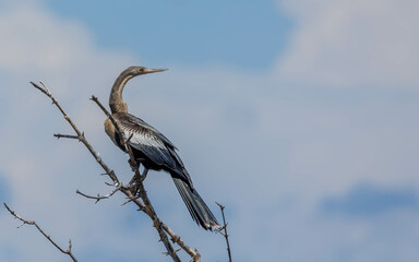 Poster - anhinga black bird fishing in pond