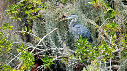 Poster - great blue heron in cypress swamp