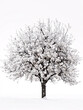 © boti1985 - Cherry   tree isolated on a solid, clear  white background