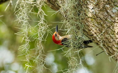 Poster - Red bellied woodpecker on tree with moss