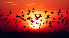 Flocks Of Migrating Birds Silhouetted Against The Setting Sun