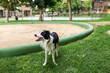 © Lupe Rodríguez/Stocksy - border collie dog portrait in a city park