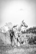 Colorado Cowgirl with a palomino horse and her herding dog in the mountains with aspens in the background in black and white