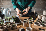 Fototapeta Psy - Farmer transplants tomato and pepper seedlings into peat cups. Preparing plants for growing in open ground. Home gardening concept
