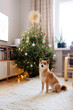© Joel Forsman/Stocksy - Shiba inu finnish christmas in a designer home
