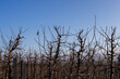apple orchard with trees during thaw and ice melting
