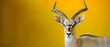 an antelope standing in front of a yellow background with long, curved horns on it's head.