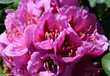 Rosa Rhododendronblüte makro