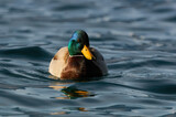 Fototapeta Sawanna - Male Mallard or wild duck (Anas platyrhynchos) swimming in a lake.