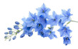 © Yasir - Tall Spikes of Delphinium Blooms Isolated on Transparent Background PNG.