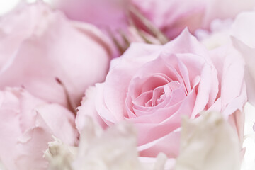 Wall Mural - Pink rose flowers. Macro flower background for holiday design