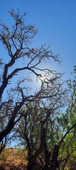 Wall Mural - tree against sky