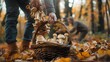 People picking up mushrooms in the wood with a basket , man harvesting wild mushroom in autumn
