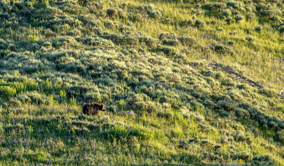 Canvas Print - Grizzly Bear On Hillside in Hayden Valley