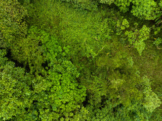 Wall Mural - Aerial view Drone camera top view rainforest trees ecology with healthy environment concept and summer background,Green environment background
