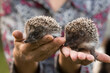 © Iryna Auhustsinovich/Stocksy - woman hands with hedgehogs