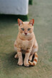 © Nibuya Qubik/Stocksy - Ginger tabby stray cat looking at camera