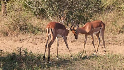 Wall Mural - Three Impala antelope rams with horns spar with each other as the mood takes them, probably as practice for future serious territorial and breeding privilege fights in a South African game reserve.