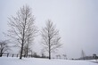 雪景色 木立 広場