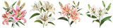 Elegant blooming lilies with buds  Hyperrealistic Highly Detailed Isolated On Transparent Background Png File