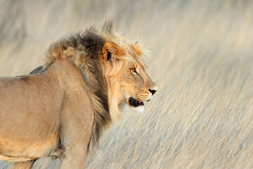 Wall Mural - portrait of a big male african lion (panthera leo), kalahari desert, south africa.